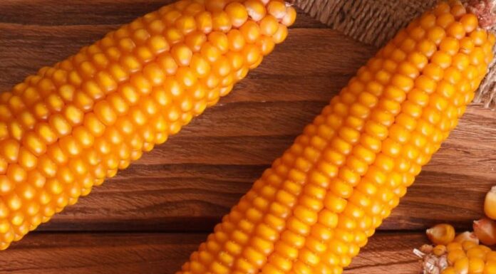 corn