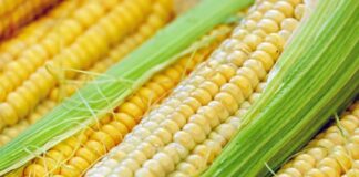 corn