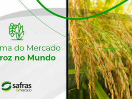 imagem de uma plantação de arroz para ilustrar o mercado de arroz