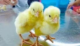 chicks